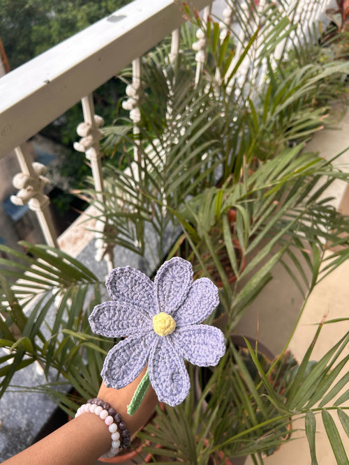 Cosmos Flower