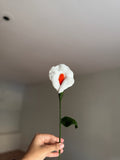 Peace Lily Flower