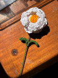 Peony Flower